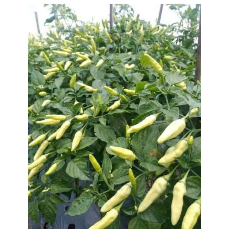 

lombok belis ori hijau 1kg