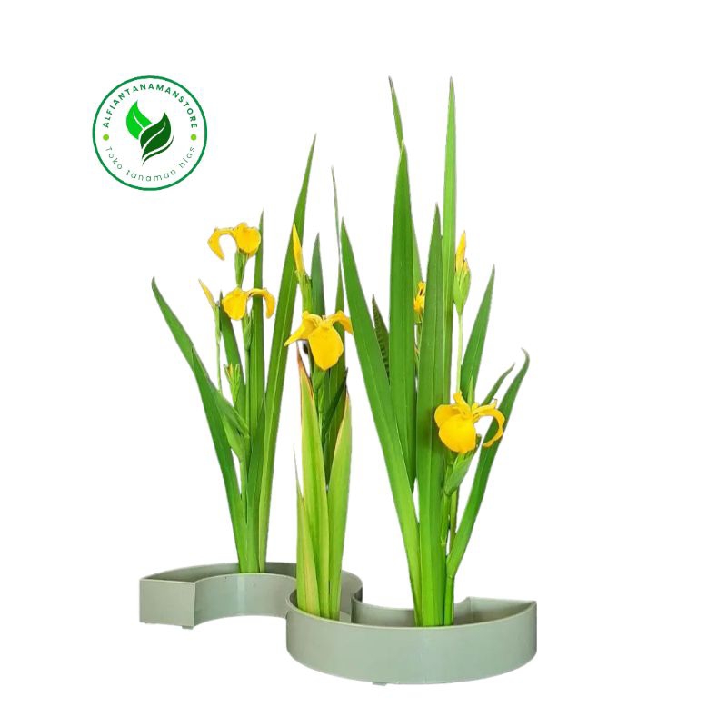 [BISA COD] Tanaman Hias Bunga Iris Pseudacorus - Pohon Bunga Airish Kuning