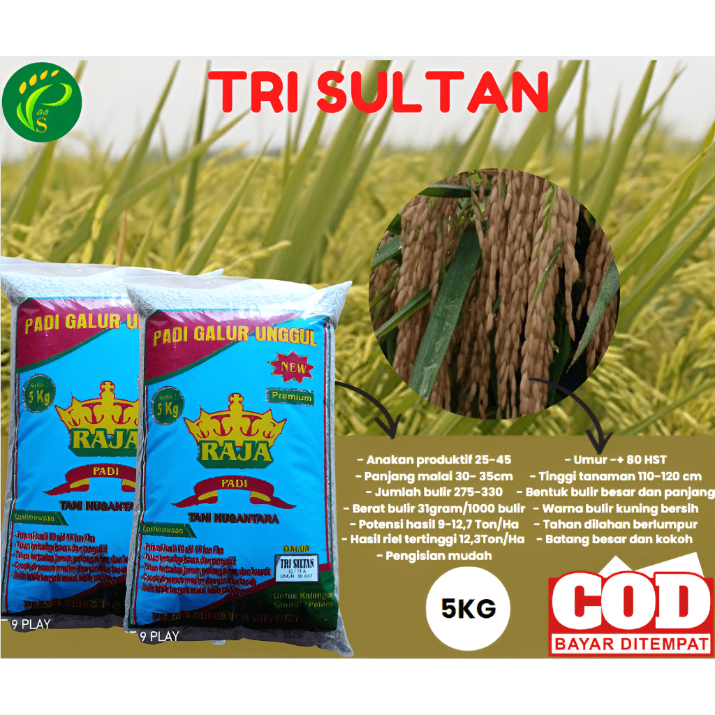 Benih Padi Unggul Trisultan Padi TRI SULTAN Tahan Blast 5KG