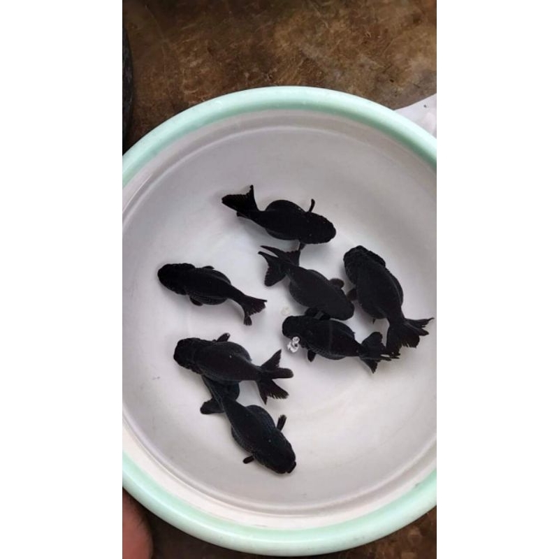 Ikan Mas Koki Black Ranchu