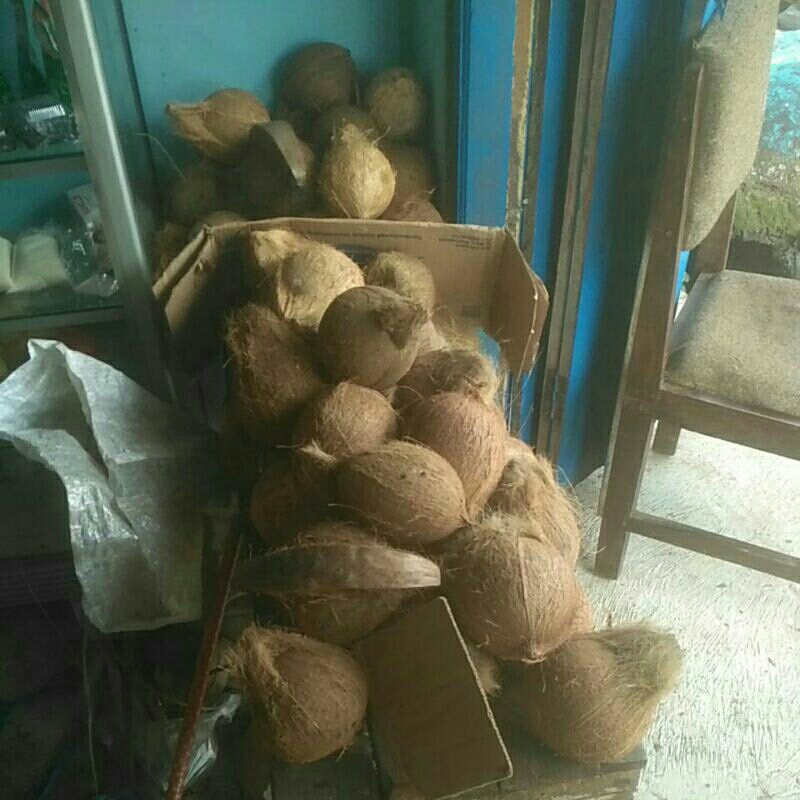 

kelapa tua