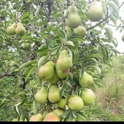COD BIBIT TANAMAN TEMURAH BIBIT BUAH PEAT HIJAU ASIA BIBIT TANAMAN BUAH-BUAHAN