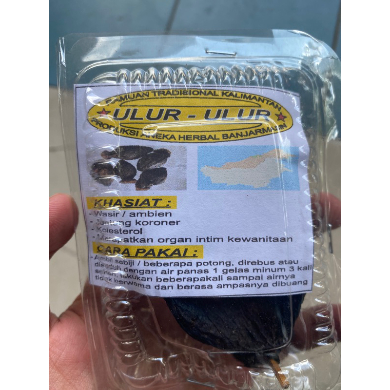 Ramuan Tradisional Kalimantan Ulur Ulur Obat Ambien