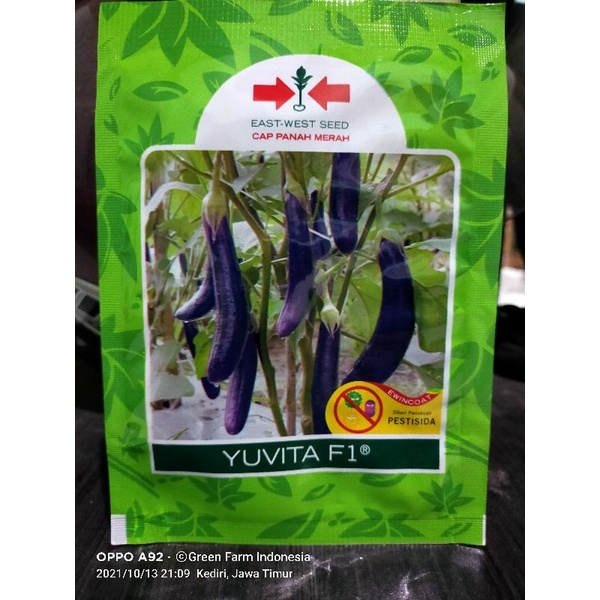 BENIH TERONG YUVITA F1