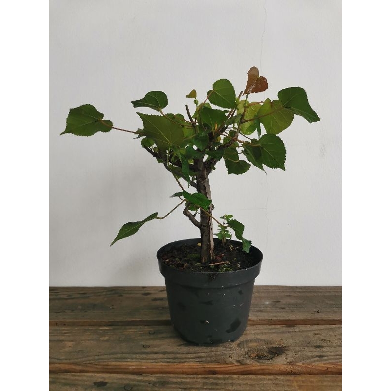 Bahan bonsai waru Taiwan