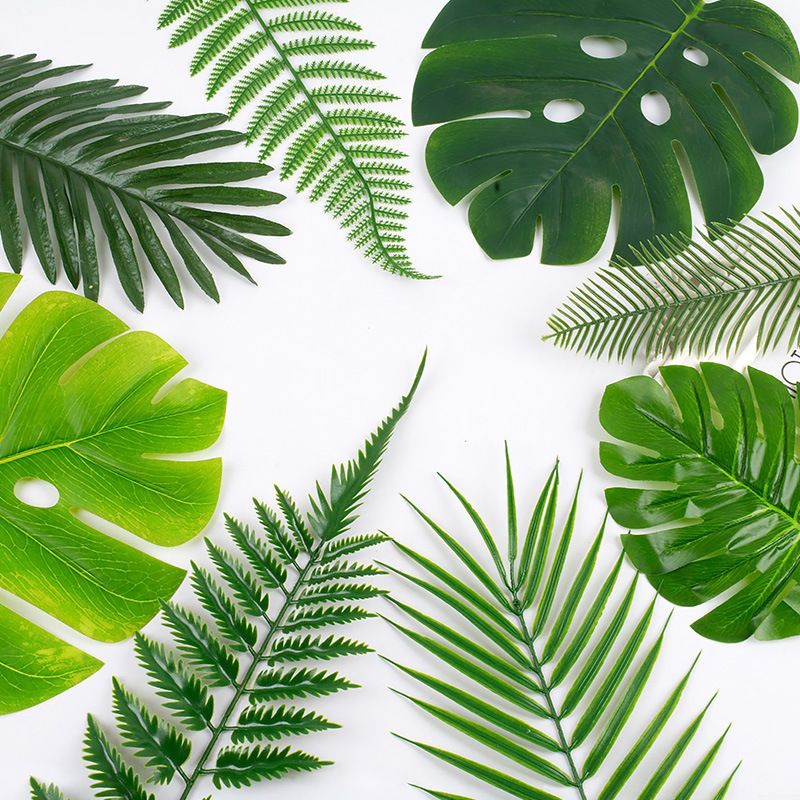 Daun monstera daun palem daun pakis daun keladi daun  monstera mini  monstera jumbo daun janda bolon