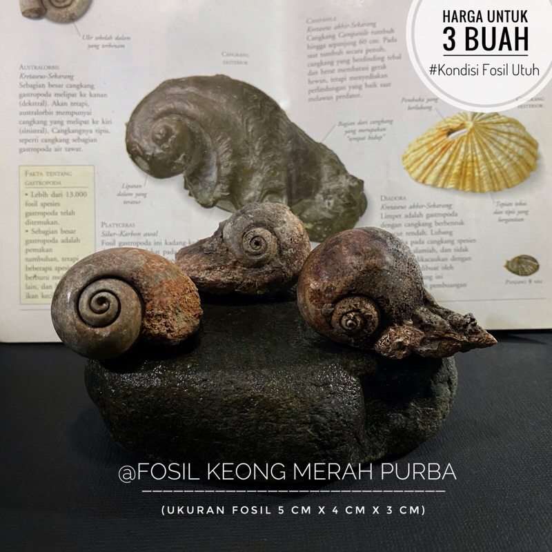Fosil Keong Merah Natural B14 atau Fosil Gastropoda atau Fosil Kol Buntet Alam atau Fosil Kerang