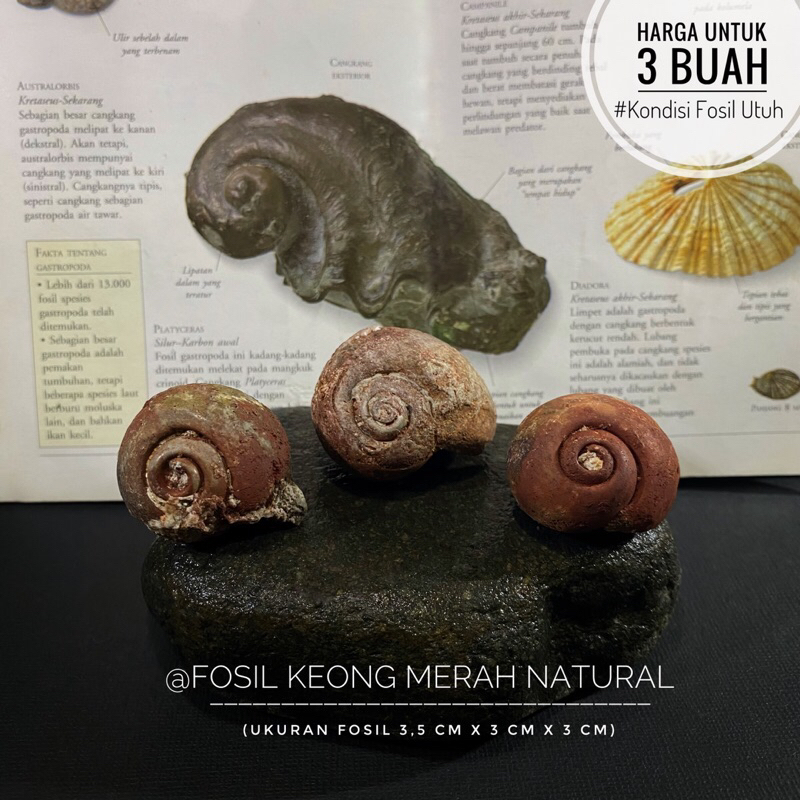 Fosil Keong Merah Natural B84 atau Fosil Kerang atau Fossil Gastropoda atau Fosil Kol Buntet Merah