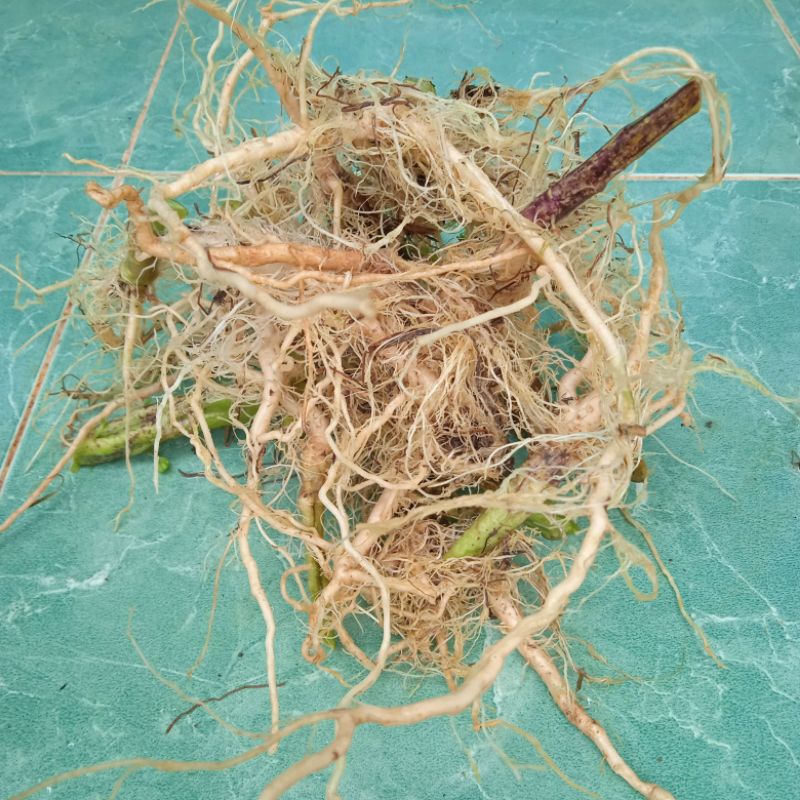 

Akar ciplukan segar paket 1 kg