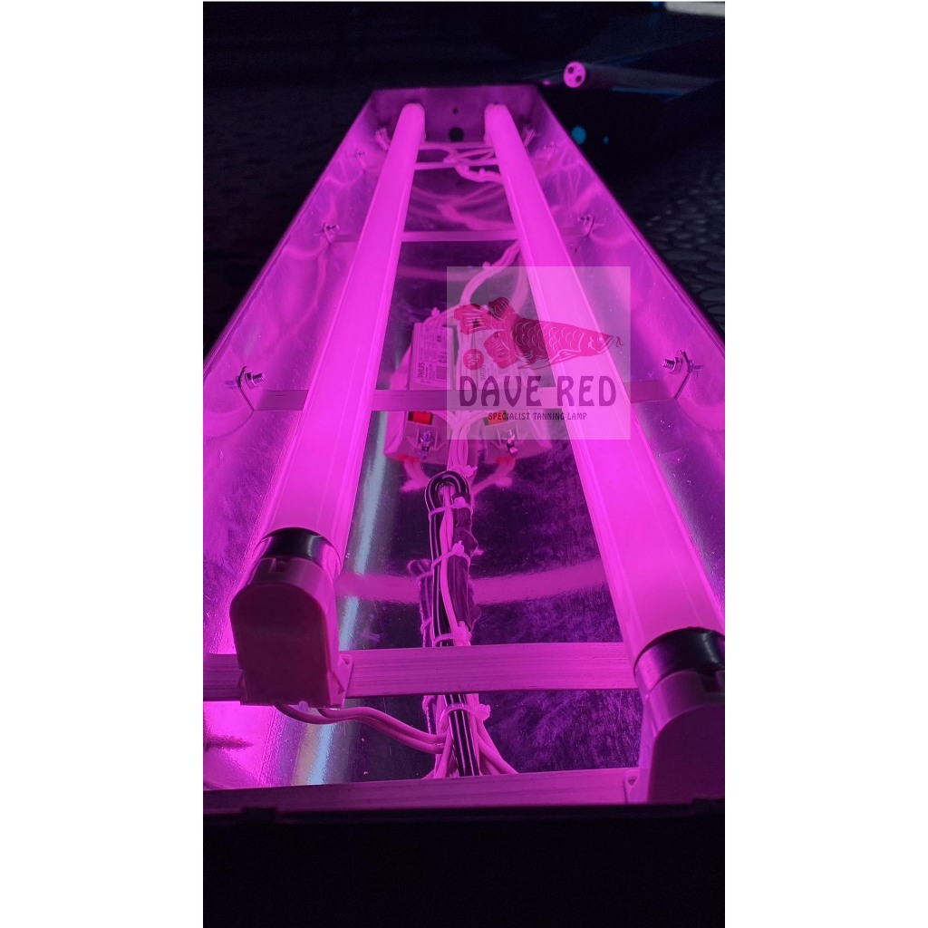 2 Jebo Lampu tanning Arwana Super Red