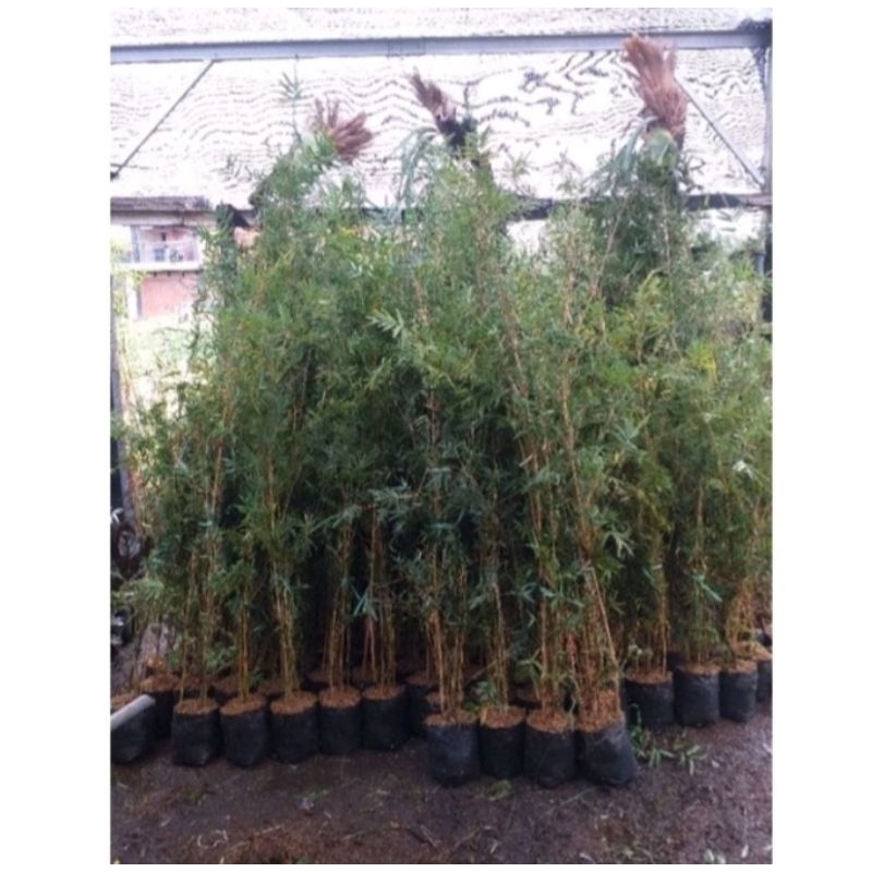 Tanaman Hias Bambu Kuning Rimbun
