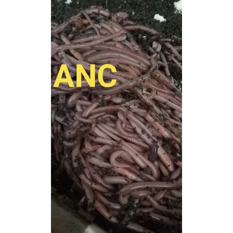 cacing tanah ANC ½kg