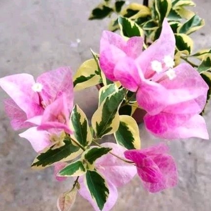 Bougenville Bengawan solo varigata batang ORI/sambung