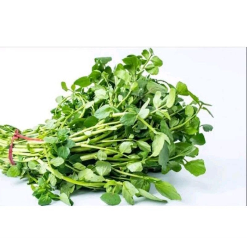 

Selada air fresh perikat