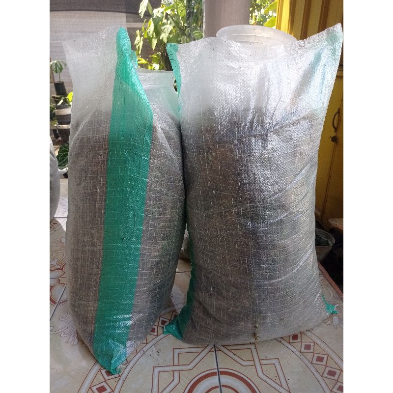 lumut hidup | living moss | lumut pinus karungan 25 kg