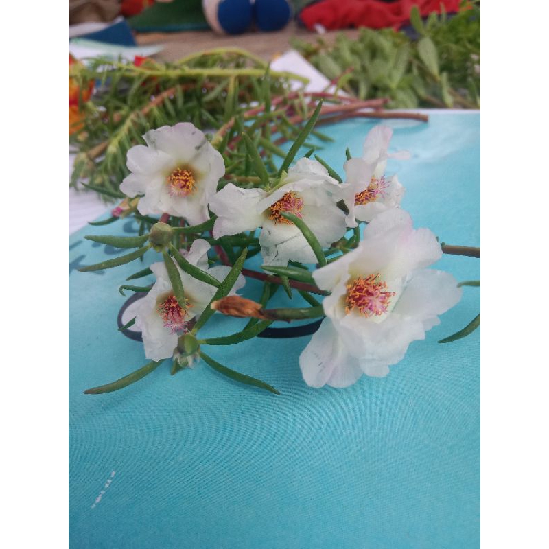 bunga krokot import tiarada mossrose portulaca sutrabombai bunga krokot