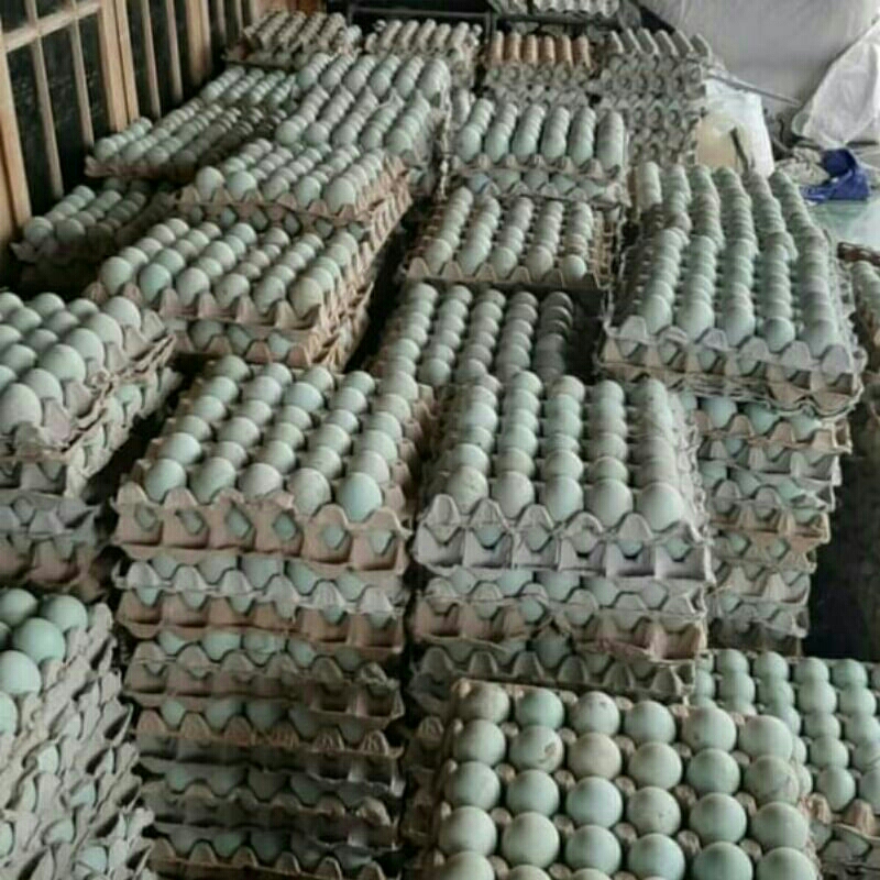 

TELUR ASIN MASIR BERMINYAK BERGIZI BESAR