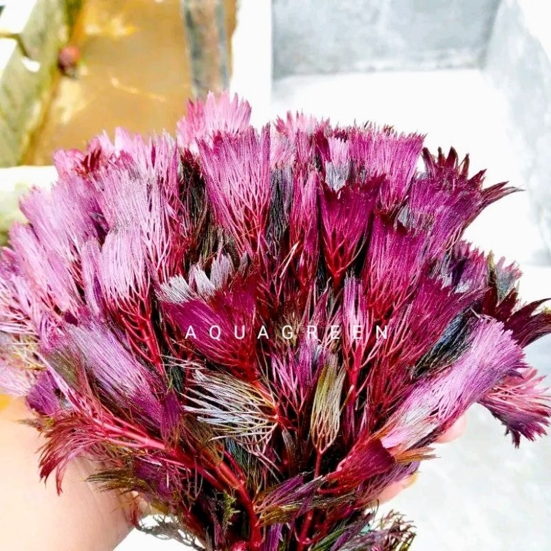 cabomba super red tanaman aquascape