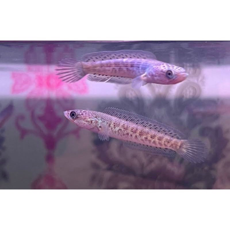 

chana auranti 4-5cm buy2 gratis1 (WAJIB PAKAI JNT/JNE)