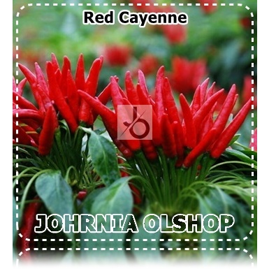 Johrnia 5 Benih Biji PEPPER Red Cayenne