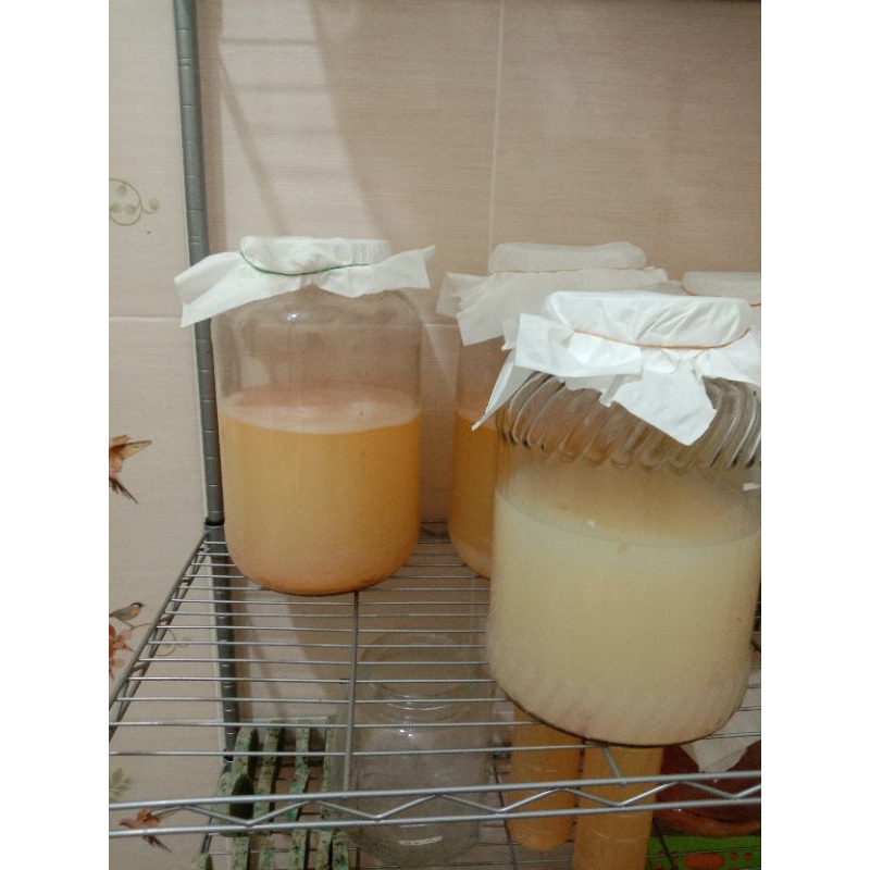 

scoby cuka apel +starter/mother of vinegar