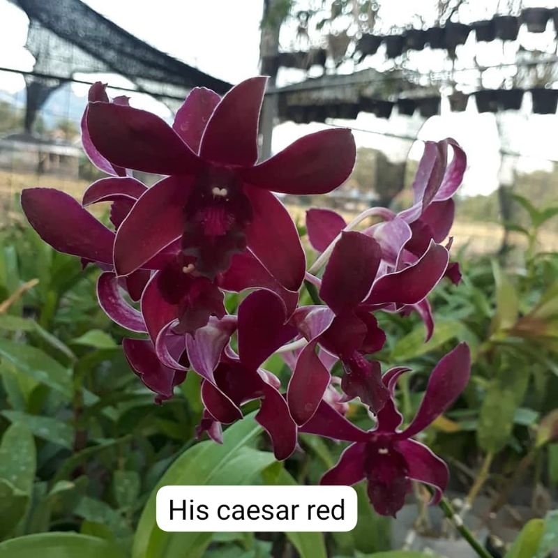 dendrobium his caesar red