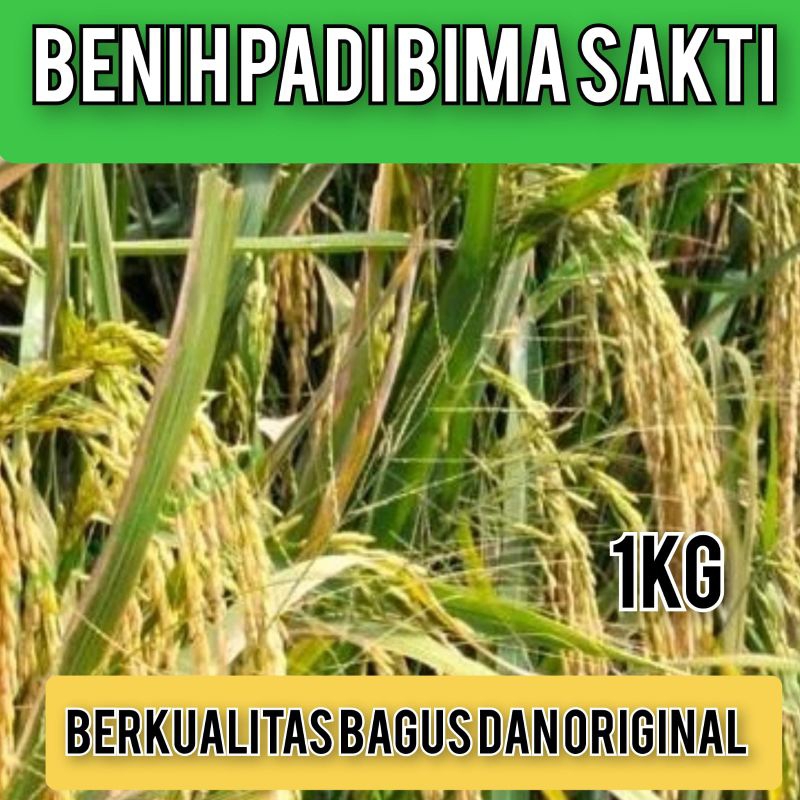 BIBIT PADI BIMA SAKTI BERKUALITAS KEMASAN 1KG