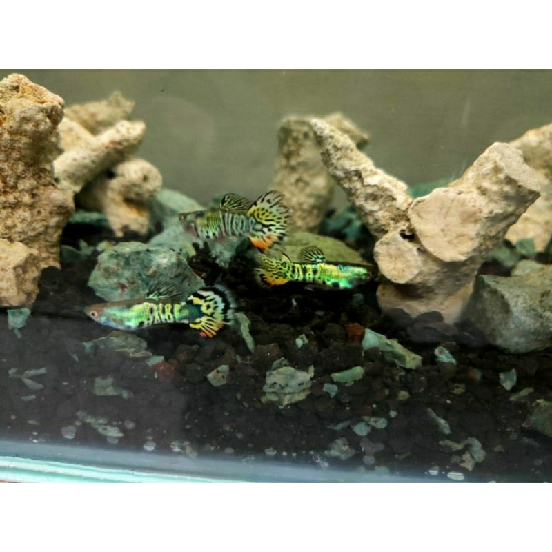 Guppy tiger sepasang