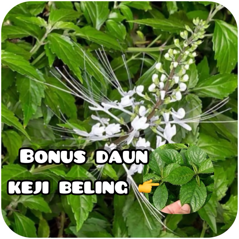 

Daun kumis kucing segar 500 gram GRATIS daun keji beling-az