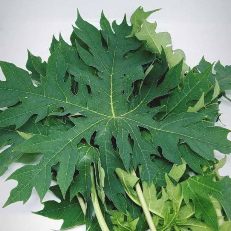 

Daun Pepaya Segar langsung petik