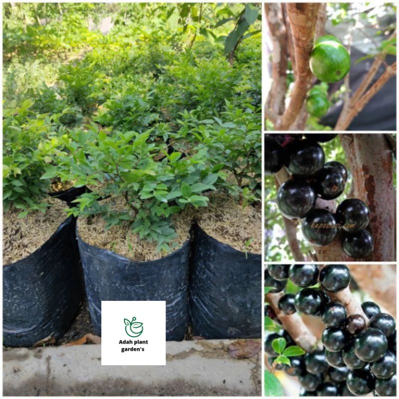 > (BISA COD) Pohon Buah Anggur Brazil - Tanaman Hidup Anggur Brazil siap Berbuah Bibit Tanaman Anggu