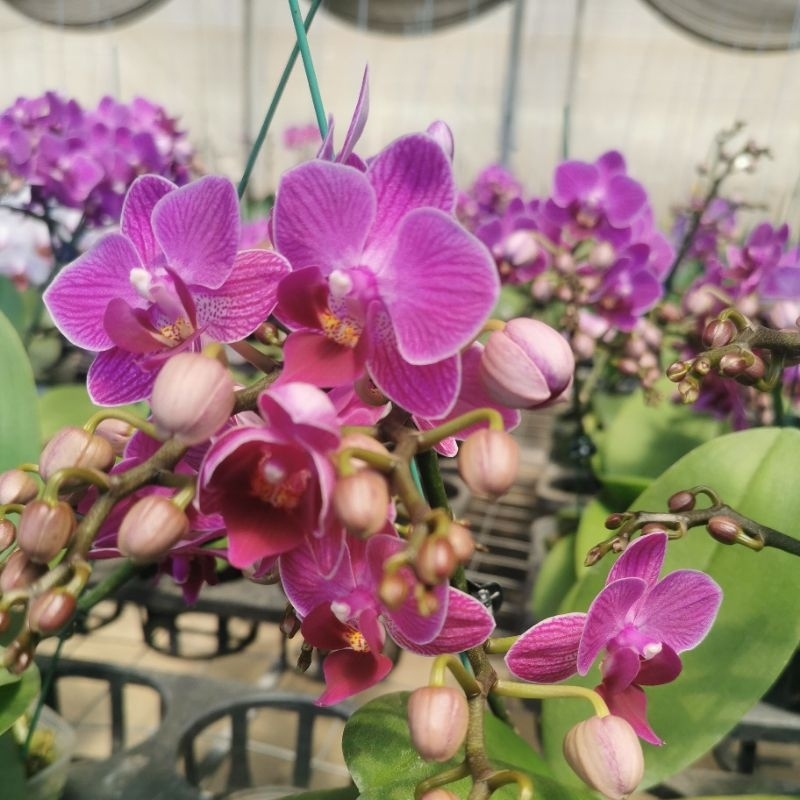 angbul mini premium ungu