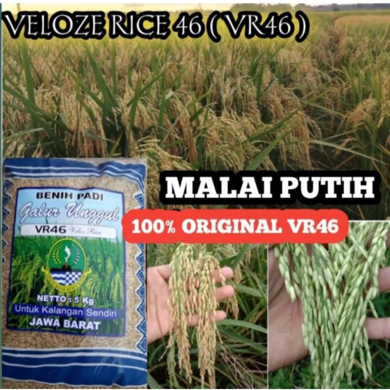 PADI VR46 ORIGINAL BENIH LADI VR46(VELOZE RICE46)5KG