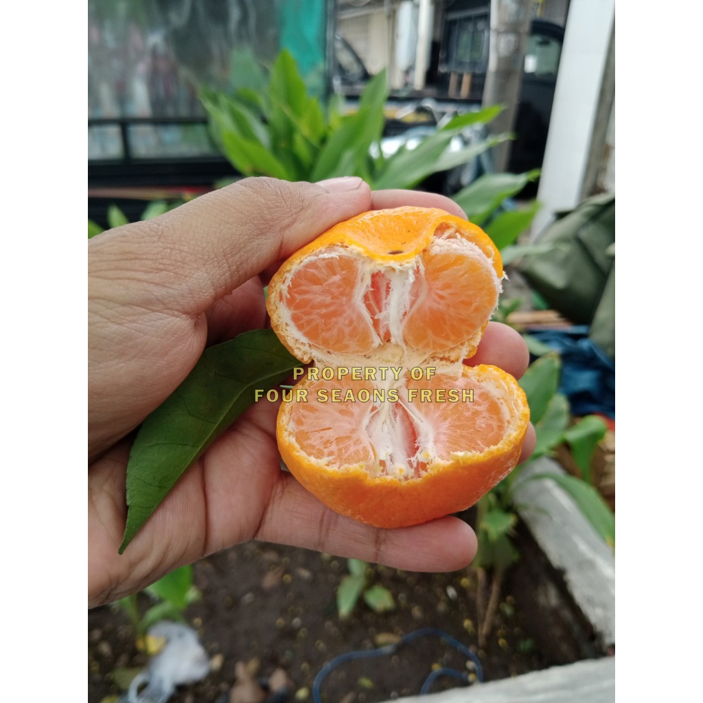 JERUK SANTANG MADU 1 KERANJANG MANIS SEGAR BANYAK AIR BERAT 6 KG