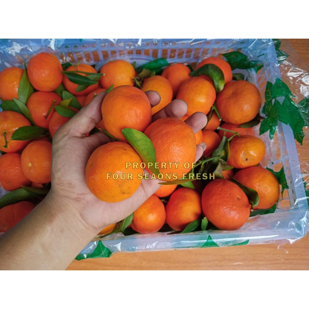 JERUK SANTANG  MERAH MADU 1 KERANJANG SEGAR BANYAK AIR