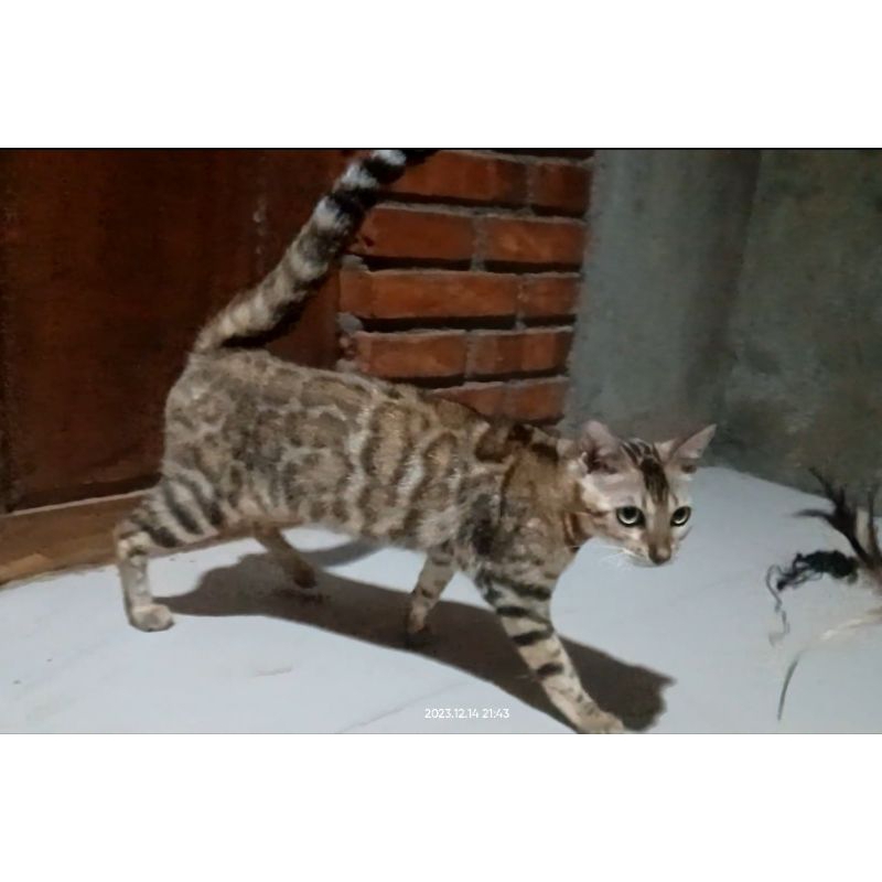 kucing bengal bagus
