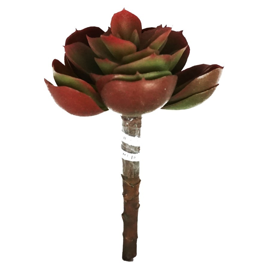 CACTUS PLUMERIA / CACTUS PALSU / TANAMAN PALSU / TANAMAN KAKTUS