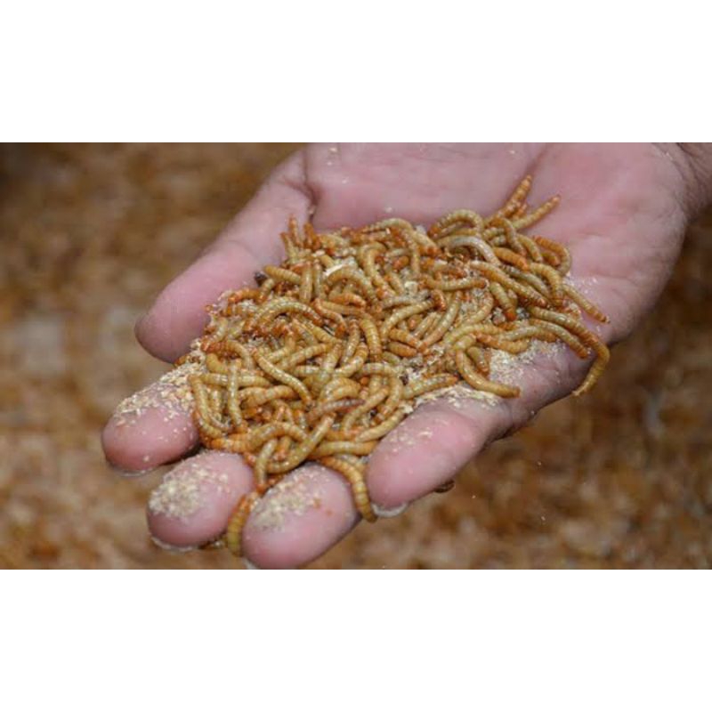 ULAT HONGKONG PAKAN BURUNG&IKAN PREDATOR