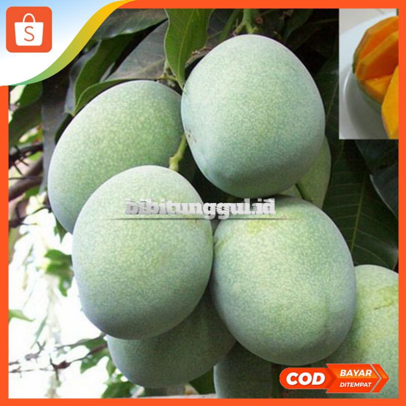 bibit mangga manalagi hasil Okulasi genjah