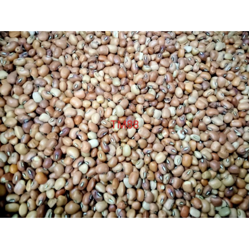 

KACANG TOLO/KACANG TUNGGAK PREMIUM