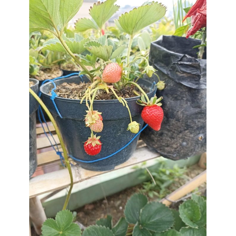 Bibit buah strawberry, tanaman buah strawberry california