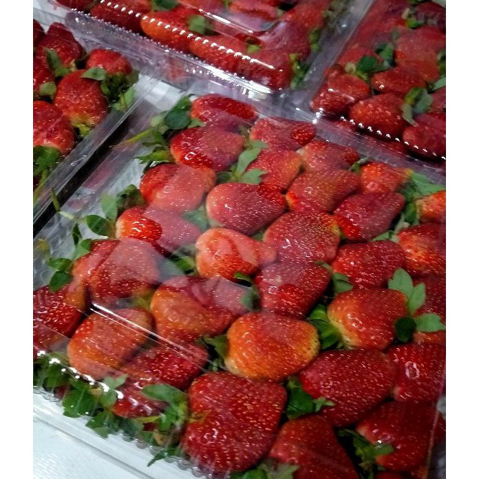 

ZWTL1537 TEBUS MURAH PROMO TERMURAH BUAH STRAWBERRY FRESH PREMIUM