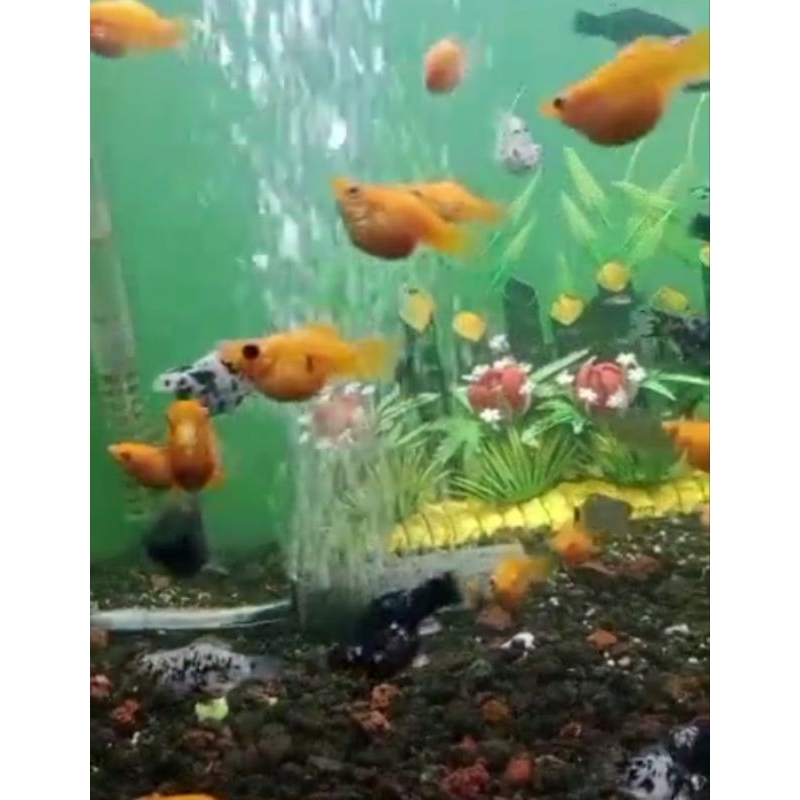 BATU AERATOR AIRSTONE AERASI GELEMBUNG UDARA PEMECAH GELEMBUNG 3CM