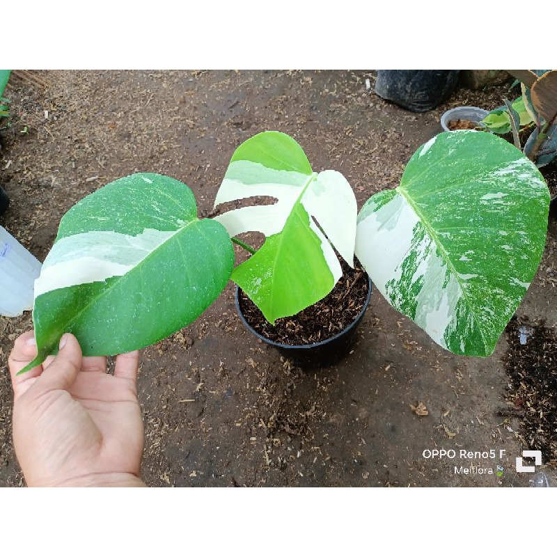 Monstera varigata 3daun