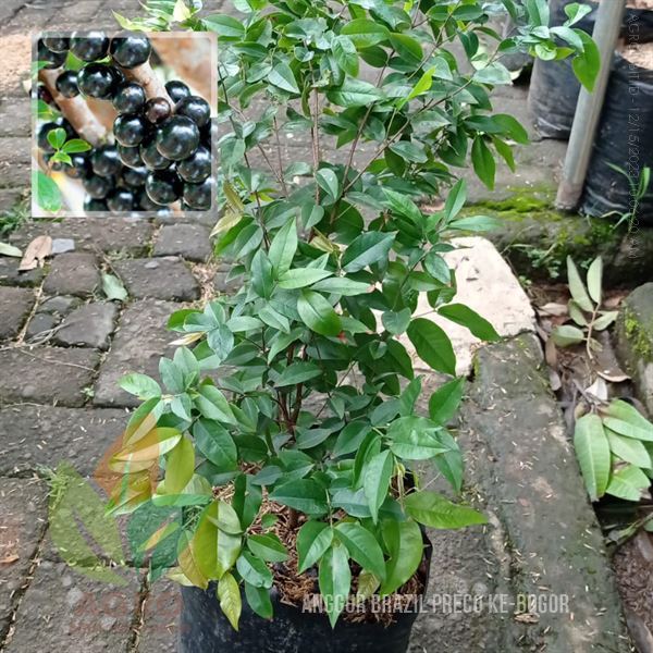 Bibit Anggur Brazil Preco asal Stek