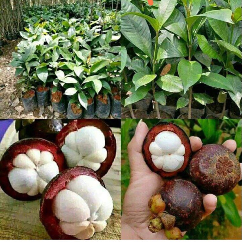 Bibit manggis okulasi