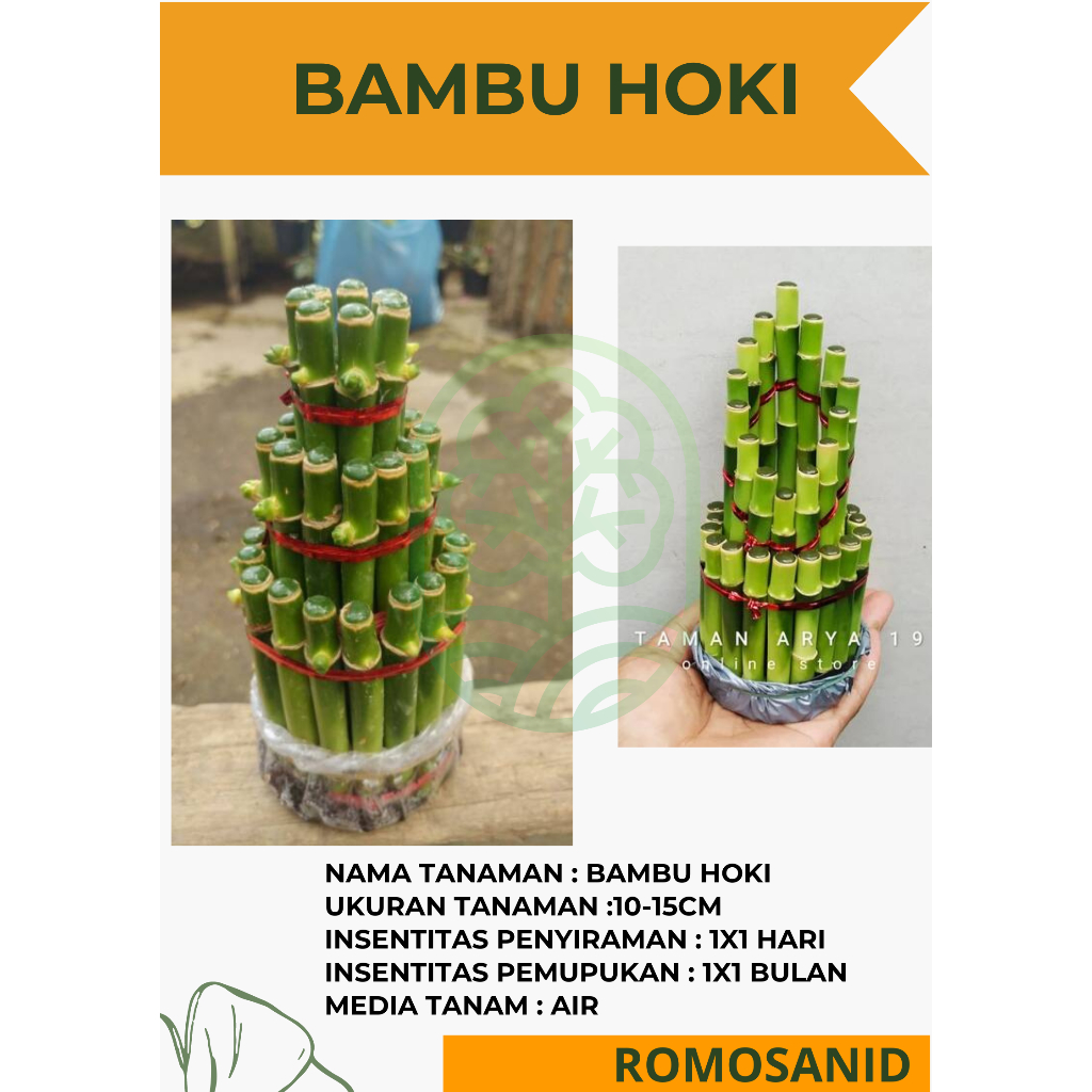 Tanaman Hias Bambu Hoki - Bambu Hoki Pagoda - ROMOSAN.ID