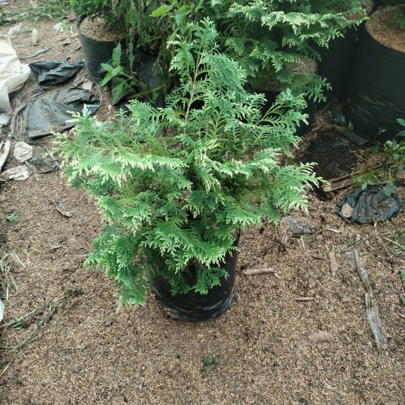 cemara hinoki silver ukuran besar