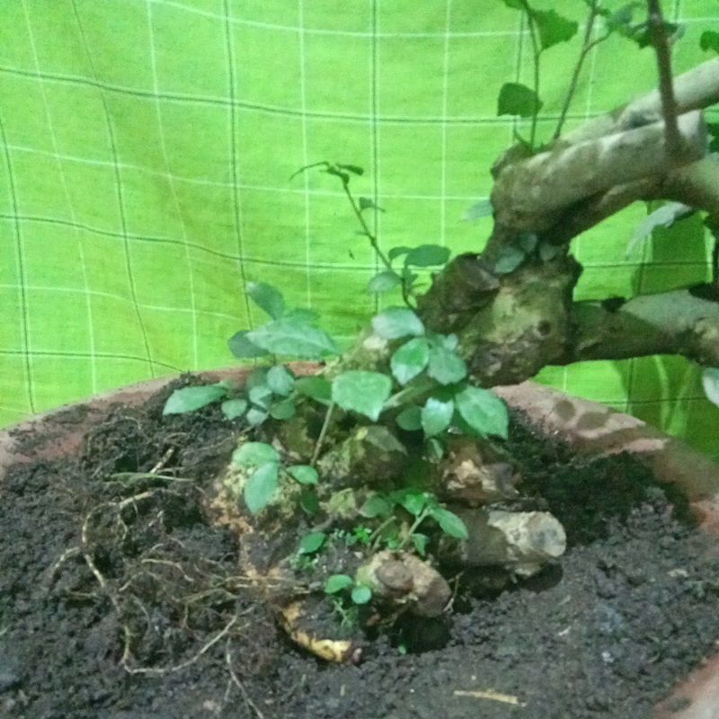 paket bonsai serut dongkelan + Loa + hoki + murbei