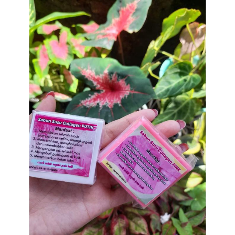 BPOM*PER 3PIS SABUN PEMUTIH SUSU COLLAGEN MUKA DAN BADAN TERMURAH
